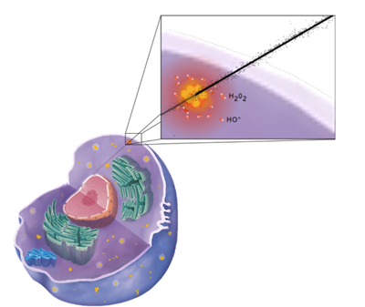 amplification of radiation effects in cells