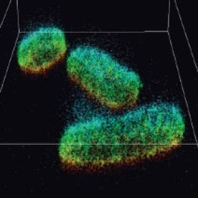 L’observation des systèmes biologiques par microscopie de fluorescence a connu une véritable révolution avec l’avènement des techniques de super-résolution optique, cependant différentes limitations restreignaient encore la portée des observations comme une résolution en profondeur relativement limitée.

Des physiciens de l’Institut des Sciences Moléculaire d’Orsay (ISMO, CNRS/Université Paris Saclay), de l’Institut Langevin (ESPCI/CNRS) et du Centre de Photonique Biomédicale (Université Paris Saclay) viennent de montrer que la position axiale des molécules fluorescentes pouvait être obtenue de façon absolue avec une précision nanométrique. Ces résultats viennent de paraitre dans Nature Communications et
et font l’objet d’une actualité de l’INP.
