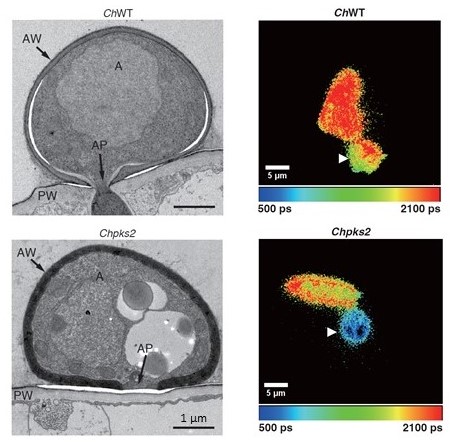 Une étude publiée dans Science révèle comment des champignons pathogènes parviennent à percer les plantes en générant une pression exceptionnelle grâce à des cellules spécialisées. Ce travail est issu d’un consortium international coordonné par le Dr Naoyoshi Kumakura (RIKEN), avec la participation de chercheurs de l'ISMO