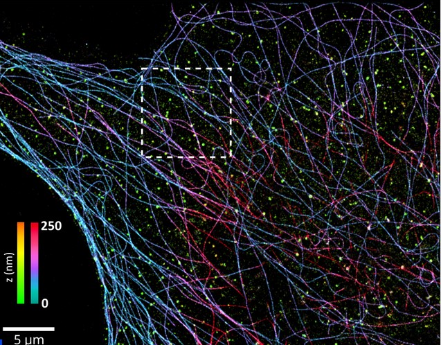 A new method exploits the brightness of individual fluorophores, rather than their spectrum, to distinguish several proteins simultaneously, with no noticeable loss of resolution. These results, published in Nature Methods, are featured in a CNRS Physics news item
